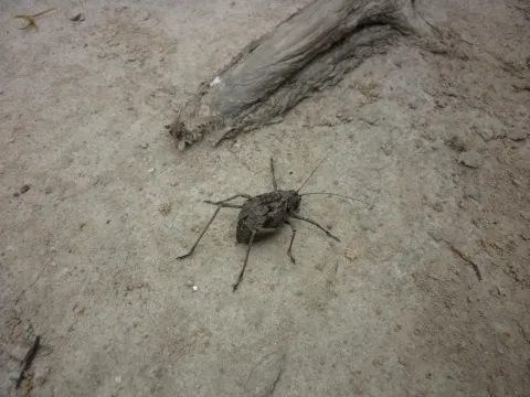 The bug