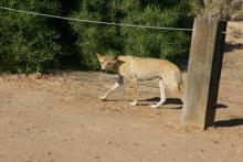 Dingo at Dalhousie Springs (2007)