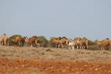 Camels at Dalhousie Springs (2007)