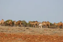 Camels at Dalhousie Springs (2007)